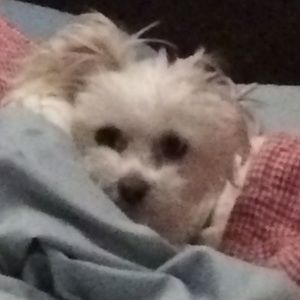 Meet your Posher, Pam